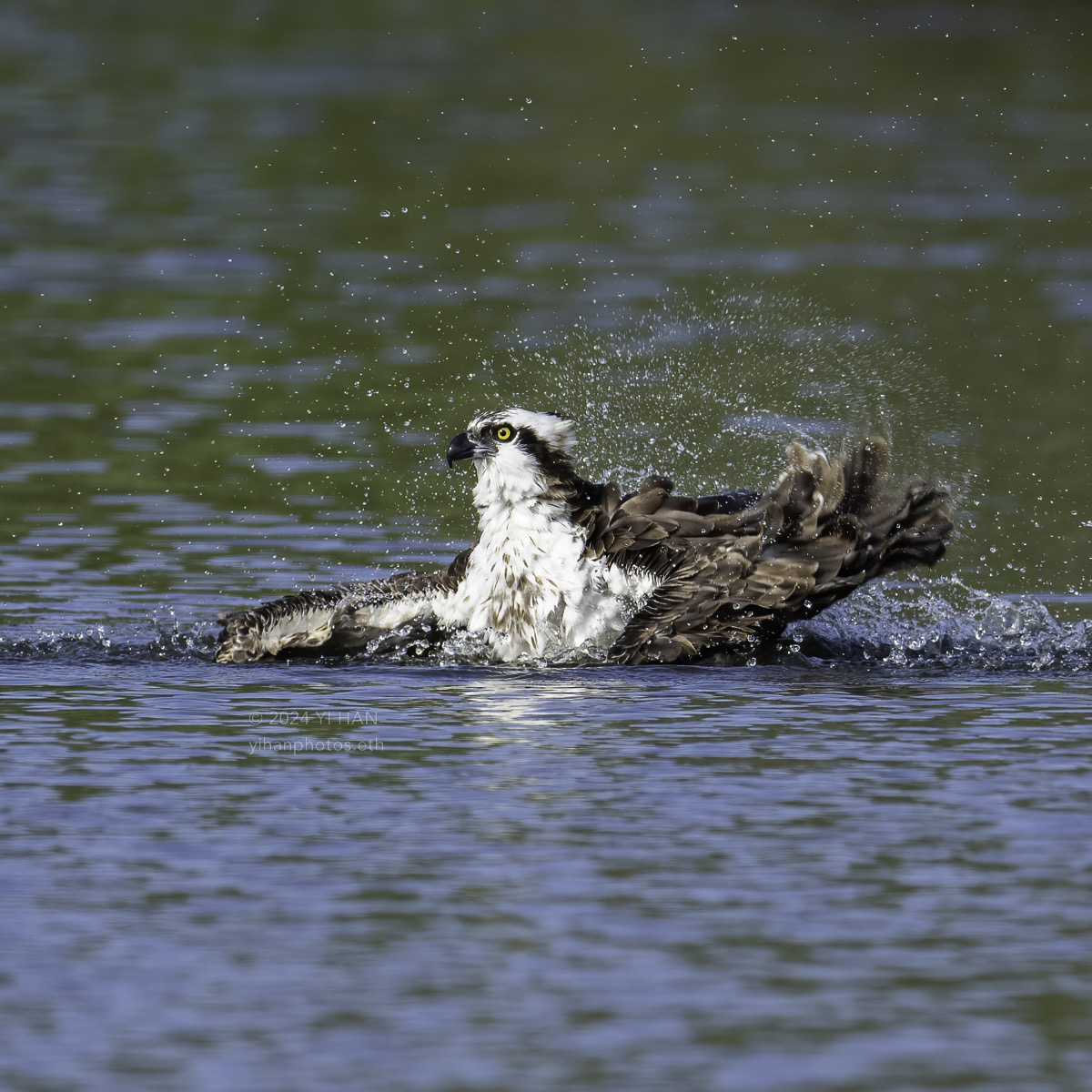 osprey-taking-a-bath-2