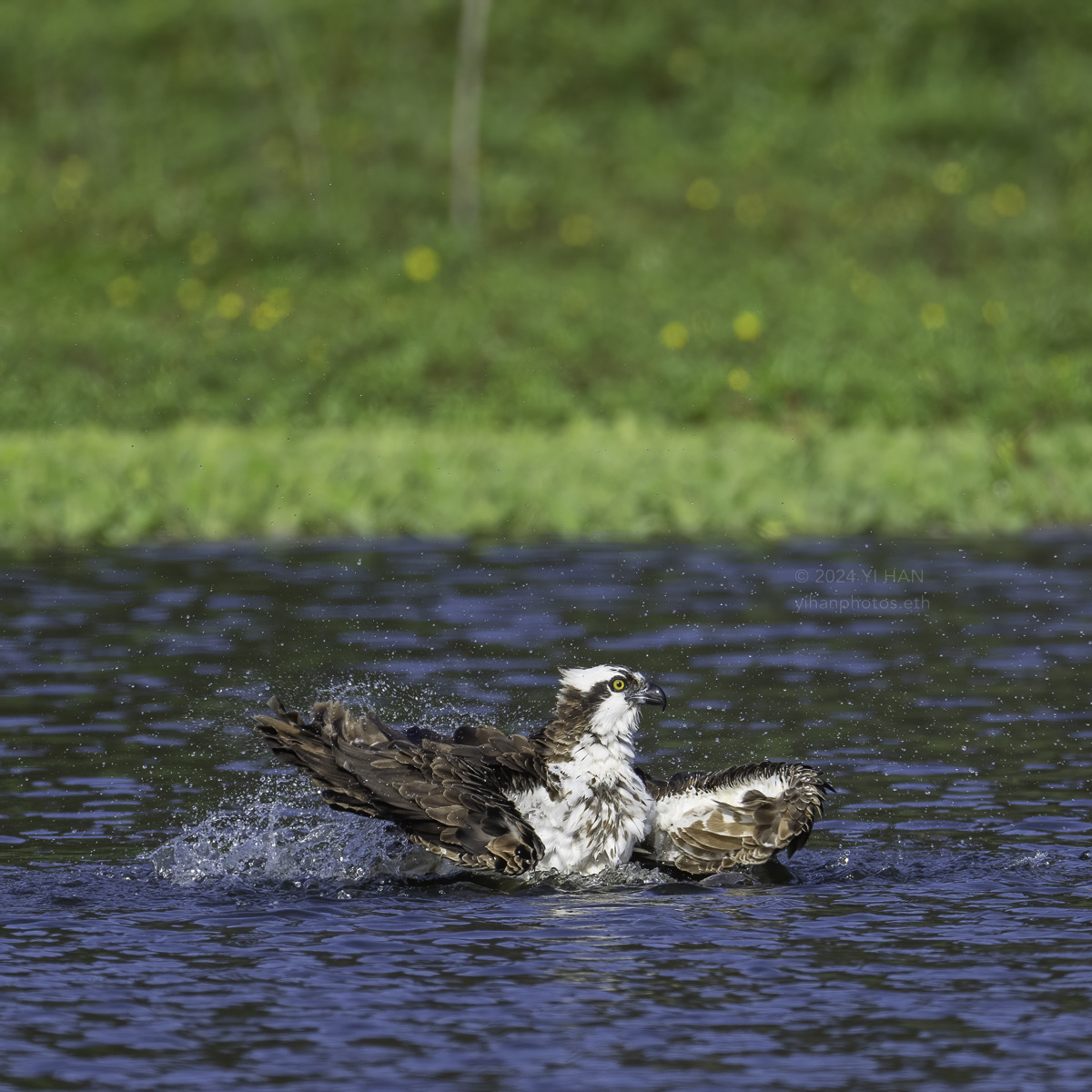 osprey-taking-a-bath-3