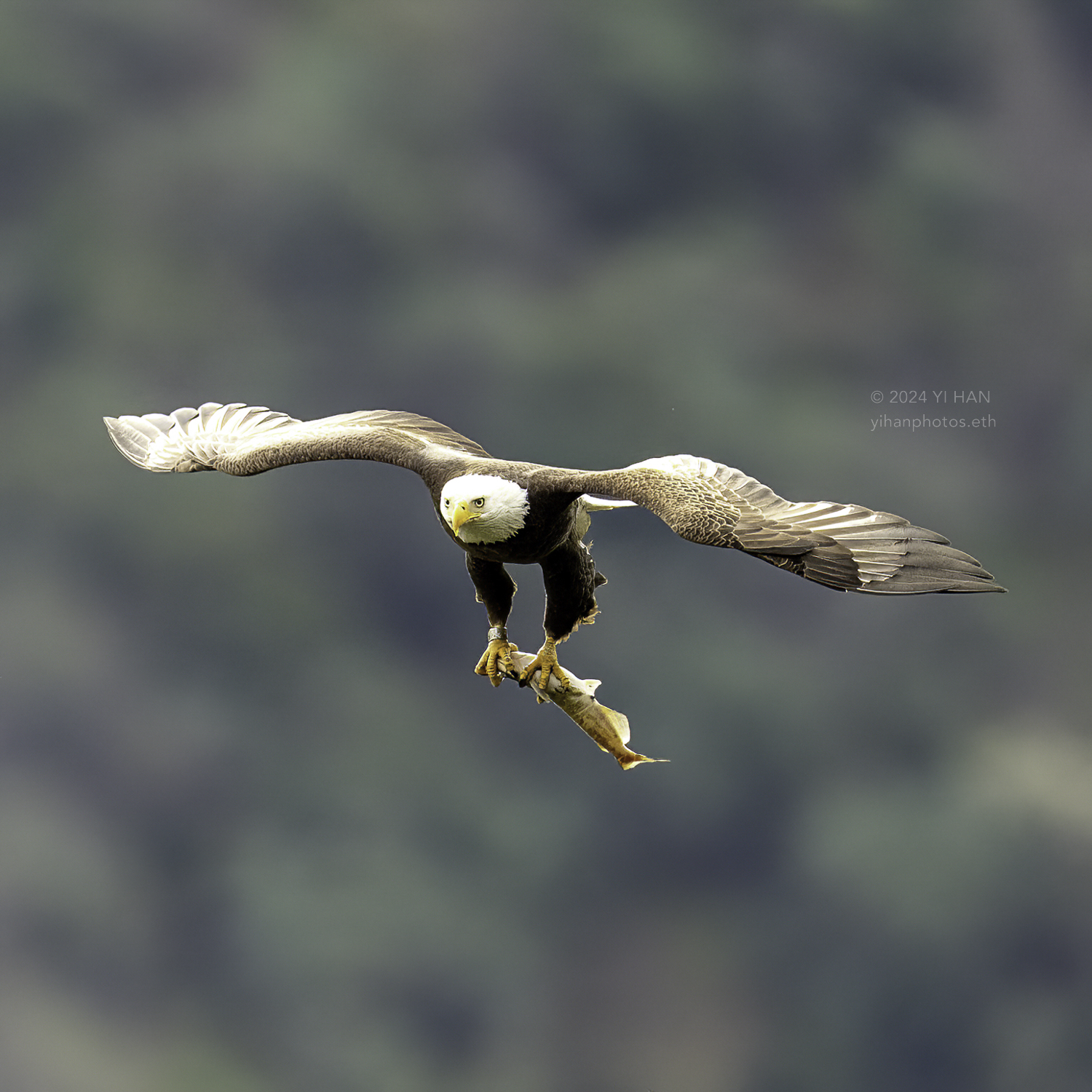 bald_eagle_family_3