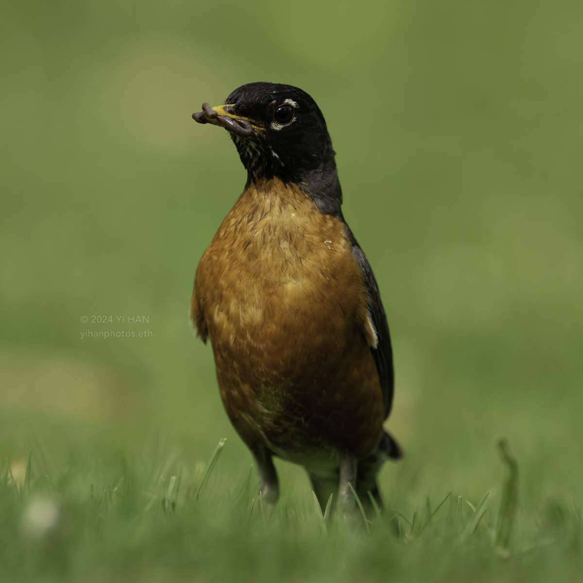 american-robin-male-1