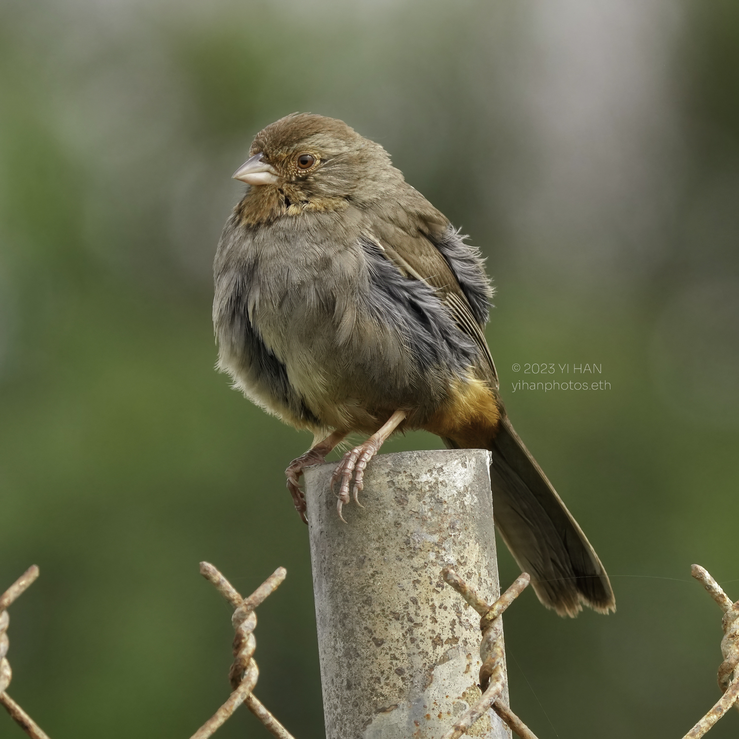 california_towhee_2