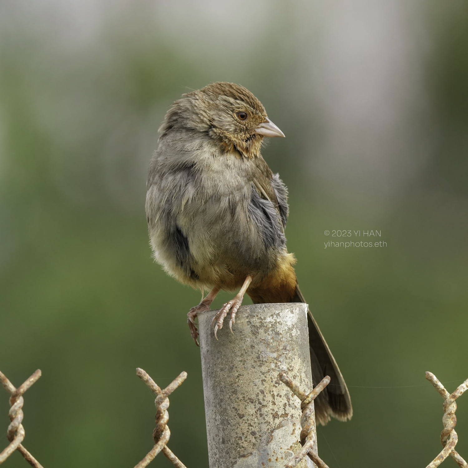 california_towhee_3