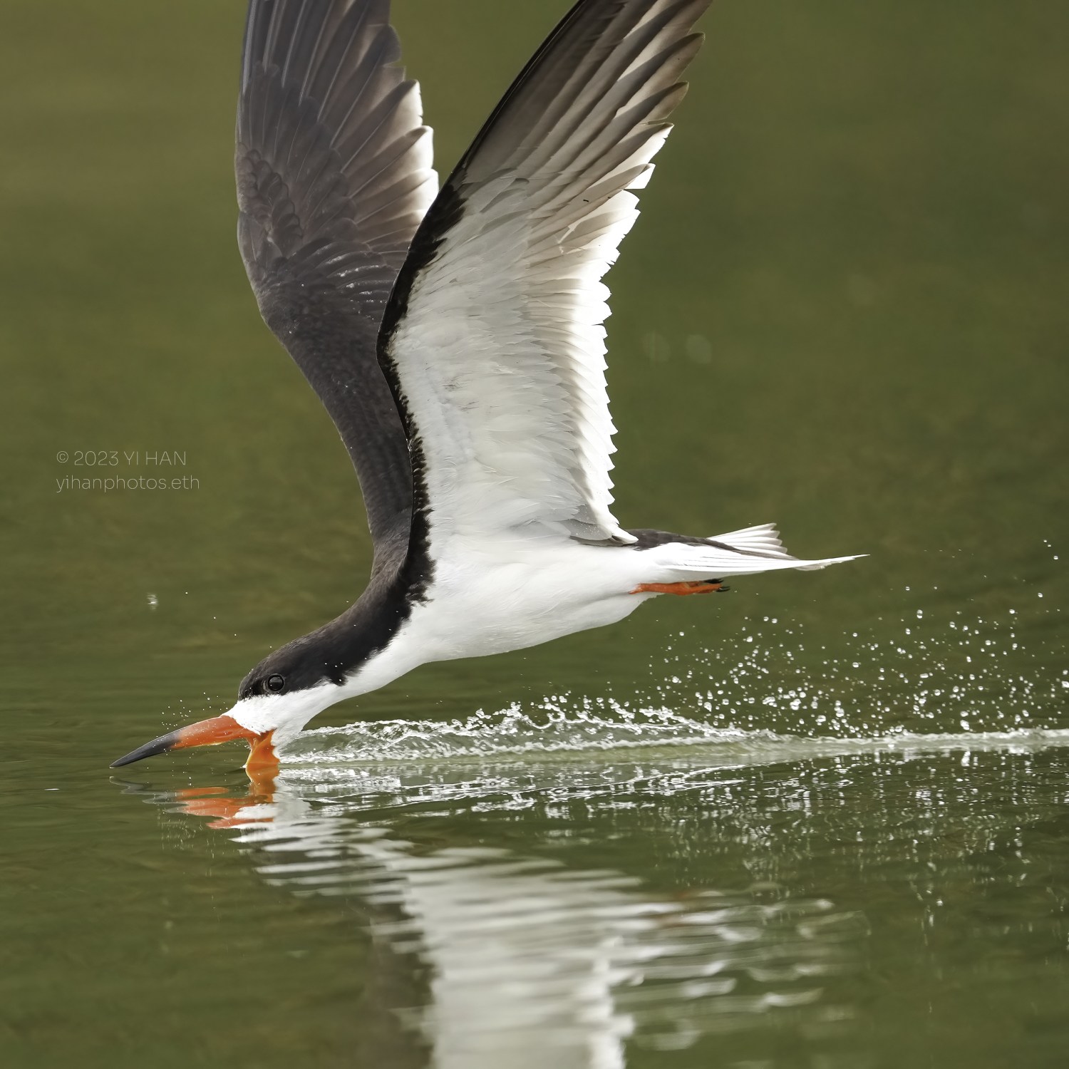 black_skimmer_6