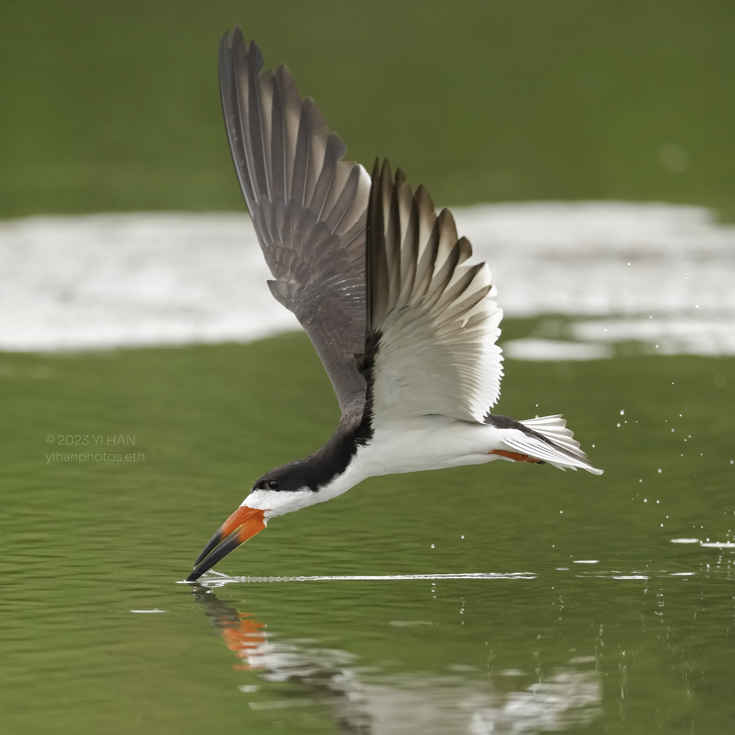 black_skimmer_8