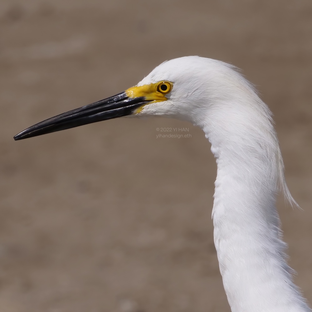 snowy egret.jpg