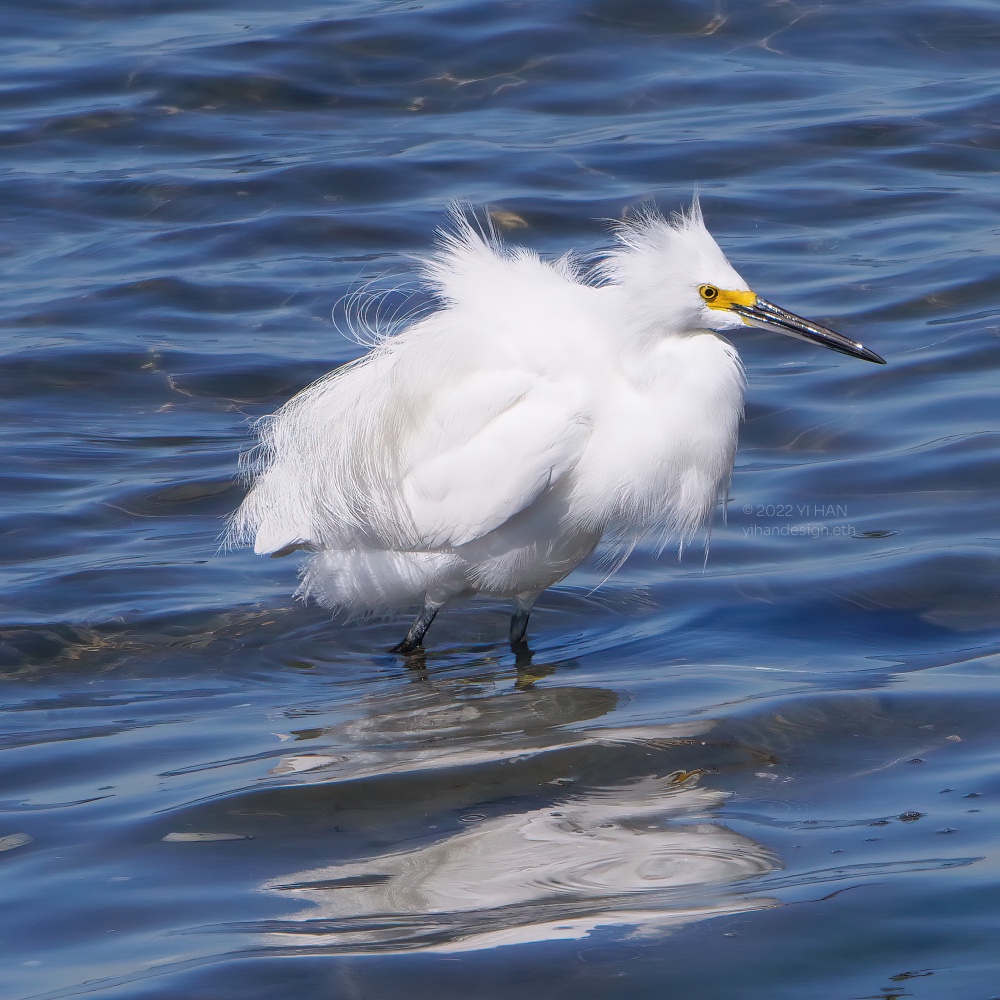 snowy egret_2.jpg