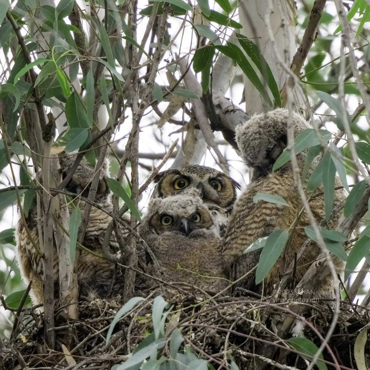 great_horned-owl_6