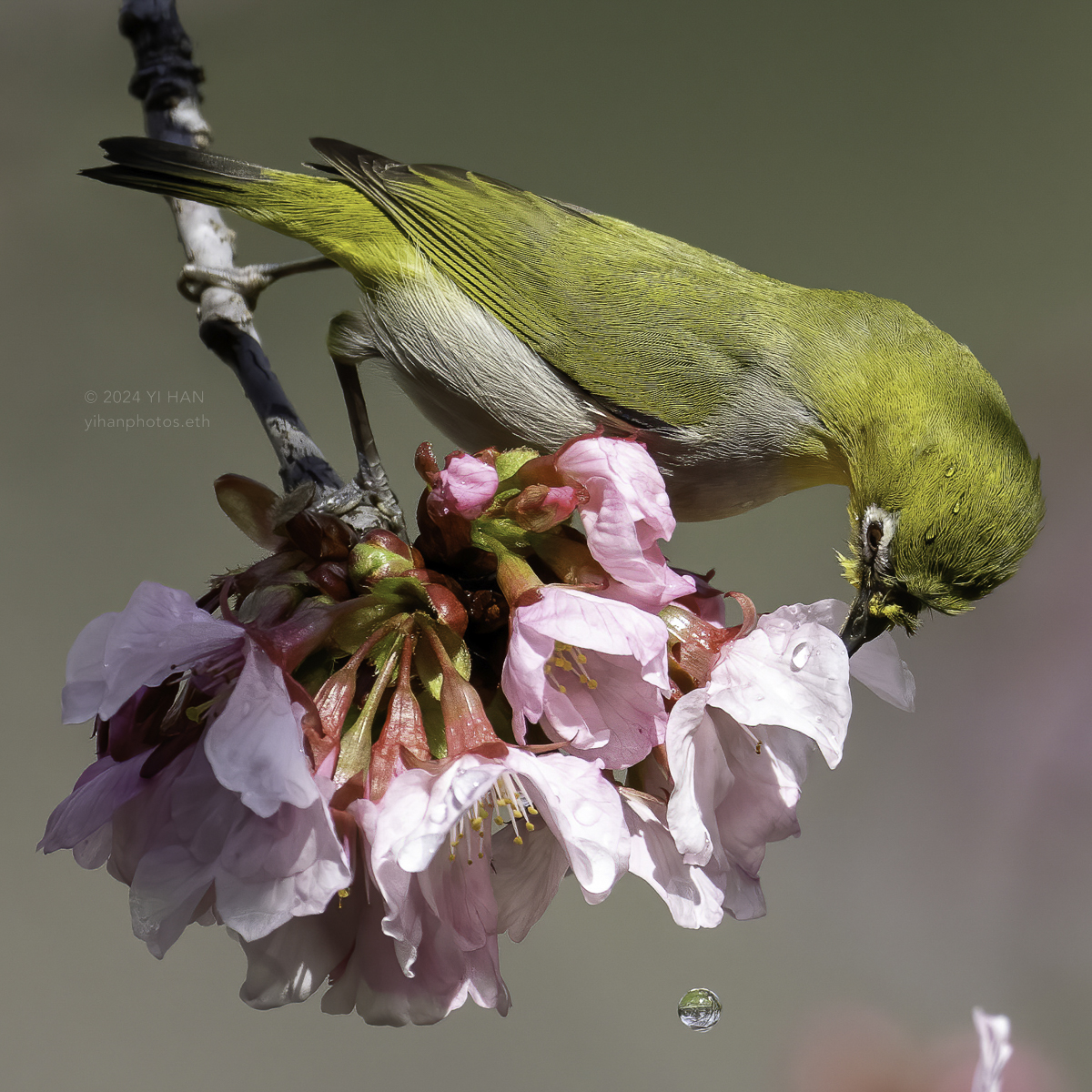 swinhoe‘s_white-eye_1