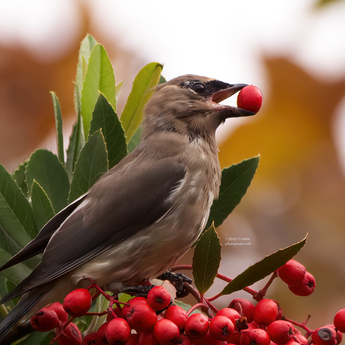 cedar_waxwing_2