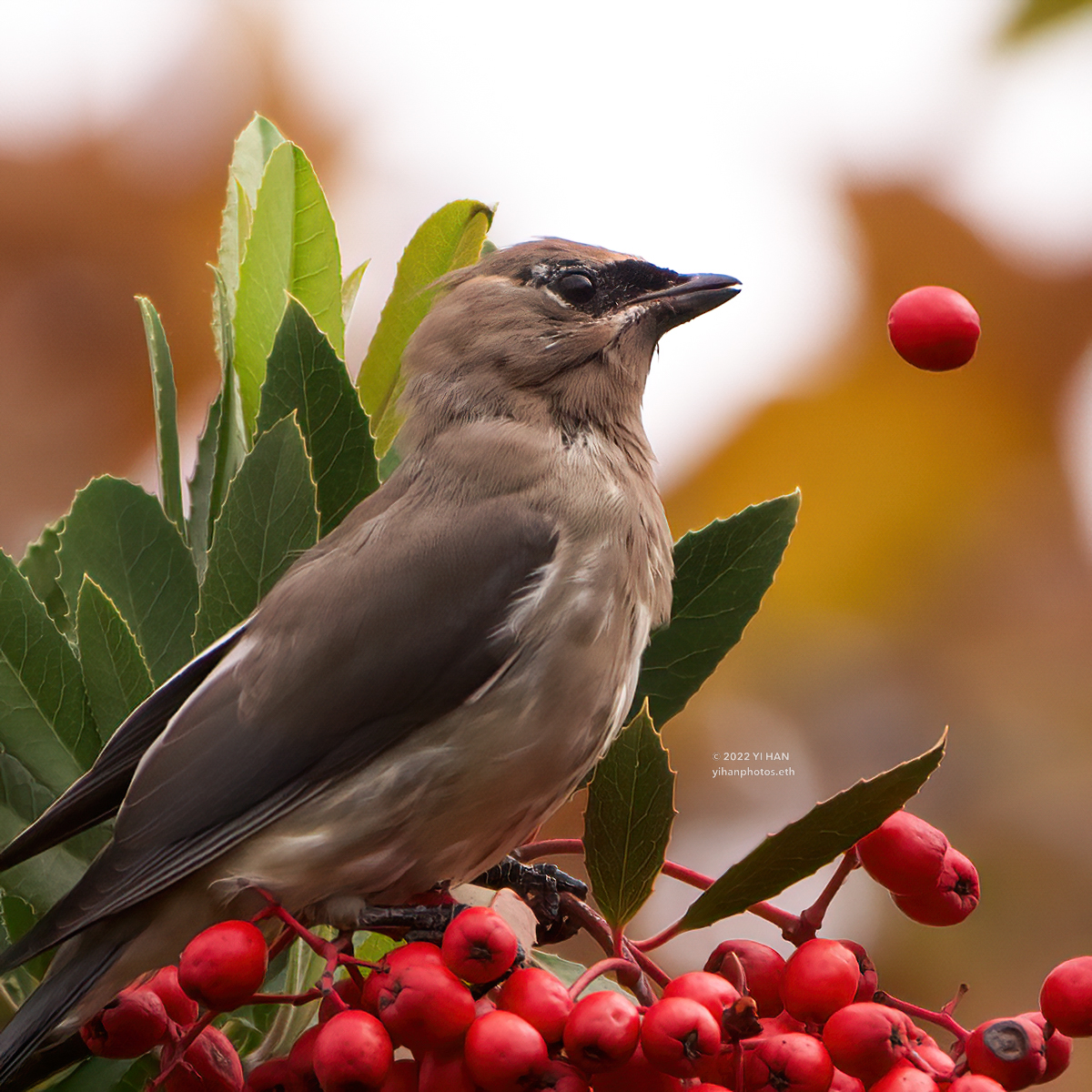 cedar_waxwing_3