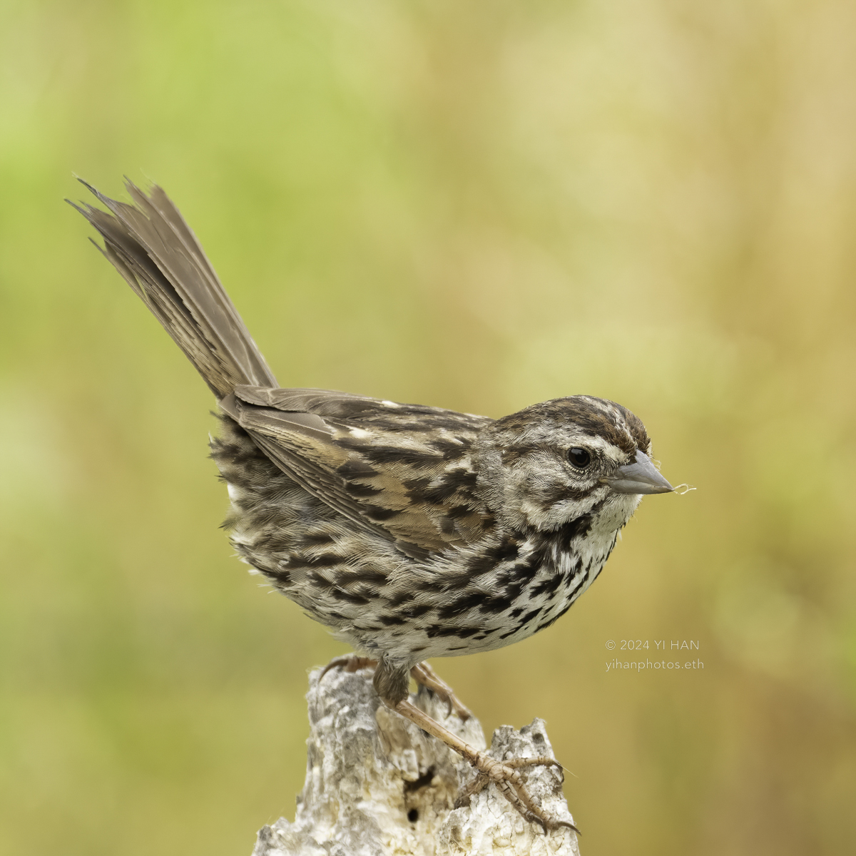 song-sparrow-2