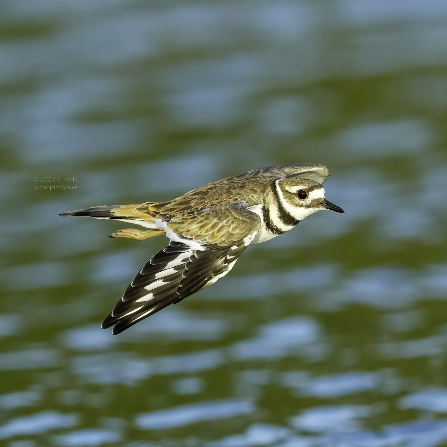 killdeer_5